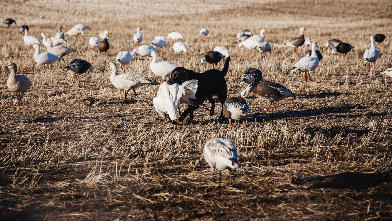 Fargone Podcast Ep. 18 - From BC to Alberta: Ranch Life, Snow Geese & Spring Hunting